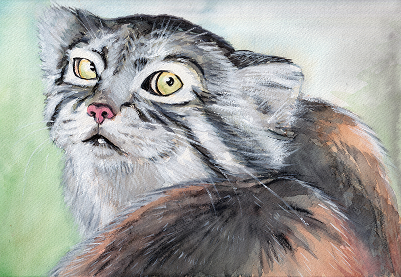 05manul